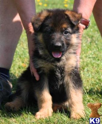 Puppies in NJ